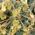  (24/04/2017) Pelargonium gibbosum added by Shoot)
