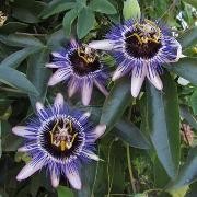  (26/04/2017) Passiflora 'Damsel's Delight' added by Shoot)