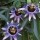  (26/04/2017) Passiflora 'Damsel's Delight' added by Shoot)