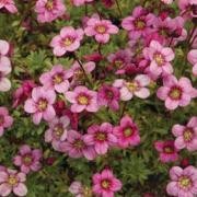  (26/04/2017) Saxifraga 'Marto Rose' (x arendsii) added by Shoot)