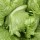  (27/04/2017) Lactuca sativa 'Frisee de Beauregard' added by Shoot)