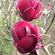  (27/04/2017) Magnolia 'Genie' added by Shoot)