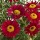  (27/04/2017) Argyranthemum 'Aramis Wine Red' (Aramis Series) added by Shoot)