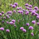 Allium schoenoprasum 