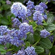  (03/05/2017) Ceanothus 'A.T. Johnson' added by Shoot)