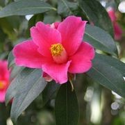  (03/05/2017) Camellia reticulata added by Shoot)
