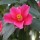  (03/05/2017) Camellia reticulata added by Shoot)