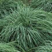  (03/05/2017) Carex flacca added by Shoot)