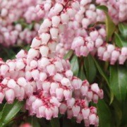  (04/05/2017) Pieris japonica 'Pink Passion' added by Shoot)