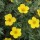  (05/05/2017) Potentilla fruticosa  added by Shoot)
