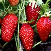  (05/05/2017) Fragaria x ananassa 'Gariguette' added by Shoot)