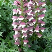  (06/05/2017) Acanthus 'Morning's Candle' added by Shoot)