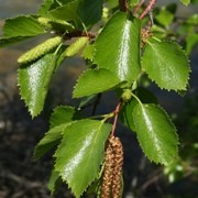  (06/05/2017) Betula occidentalis added by Shoot)