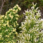  (19/05/2017) Baccharis pilularis added by Shoot)