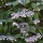  (08/05/2017) Hydrangea aspera  added by Shoot)
