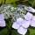  (08/05/2017) Hydrangea macrophylla added by Shoot)
