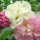  (08/05/2017) Hibiscus mutabilis added by Shoot)