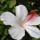  (09/05/2017) Hibiscus waimeae added by Shoot)