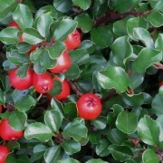  (09/05/2017) Cotoneaster nanshan added by Shoot)