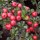  (09/05/2017) Cotoneaster apiculatus added by Shoot)