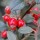  (09/05/2017) Cotoneaster buxifolius added by Shoot)
