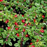  (09/05/2017) Cotoneaster congestus added by Shoot)