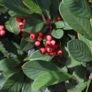  (09/05/2017) Cotoneaster glaucophyllus added by Shoot)