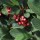  (09/05/2017) Cotoneaster glaucophyllus added by Shoot)
