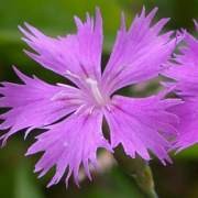  (09/05/2017) Dianthus caryophyllus added by Shoot)