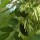  (10/05/2017) Fraxinus pennsylvanica added by Shoot)