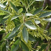  (10/05/2017) Fraxinus velutina added by Shoot)