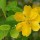  (10/05/2017) Kerria japonica added by Shoot)