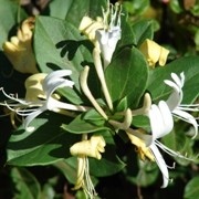  (11/05/2017) Lonicera japonica added by Shoot)