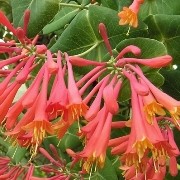  (11/05/2017) Lonicera x brownii added by Shoot)