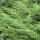  (12/05/2017) Juniperus x pfitzeriana 'Wilhelm Pfitzer' added by Shoot)
