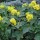  (12/05/2017) Mahonia repens added by Shoot)