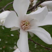  (16/05/2017) Magnolia salicifolia added by Shoot)