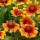  (15/05/2017) Gaillardia x grandiflora 'Mesa Bright Bicolor' (Mesa Series) added by Shoot)