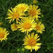  (15/05/2017) Inula ensifolia 'Gold Star' added by Shoot)