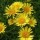  (15/05/2017) Inula ensifolia 'Gold Star' added by Shoot)