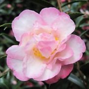  (28/08/2017) Camellia sasanqua 'Paradise Gillian' added by Shoot)