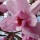  (16/05/2017) Magnolia sargentiana var. robusta added by Shoot)