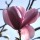  (17/05/2017) Magnolia sprengeri added by Shoot)