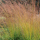 Molinia caerulea (Purple moor grass) Added by Nicola