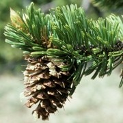 (17/05/2017) Pinus aristata added by Shoot)