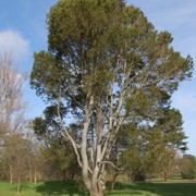  (17/05/2017) Pinus bungeana added by Shoot)