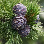  (17/05/2017) Pinus cembra added by Shoot)