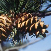  (17/05/2017) Pinus flexilis added by Shoot)