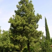  (17/05/2017) Pinus canariensis added by Shoot)