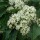 (17/05/2017) Pittosporum rhombifolium added by Shoot)